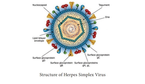 Fastest herpes test